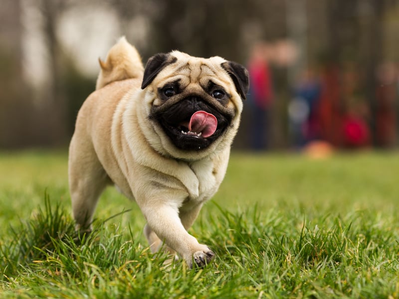 One of the potential issues with velcro dogs is that the deperate need to be with you can lead to seperation anxiety if they are left alone too often - sometimes leading to destructive behaviour. That's the case for the lap-loving Pug so, if you want a breed you can leave alone for a few hours, you should maybe miss this dog off the list.