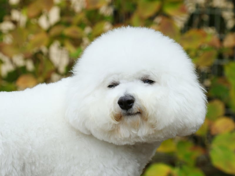 Cheerful, affectionate, and playful, Bichons thrive on being near their families. They love constant attention and quickly grow attached. These fluffy companions prefer shadowing their people over spending any time alone.