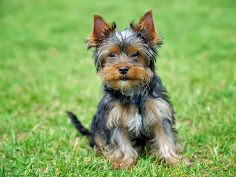 If you are getting a Yorkshire Terrier prepare to never go to the toilet alone ever again - they simply won't let you do anything by yourself. After all, if they did, something bad might happen. These dogs used to be used to catch rats, but now the only thing most of them hunt are cuddles and affection.