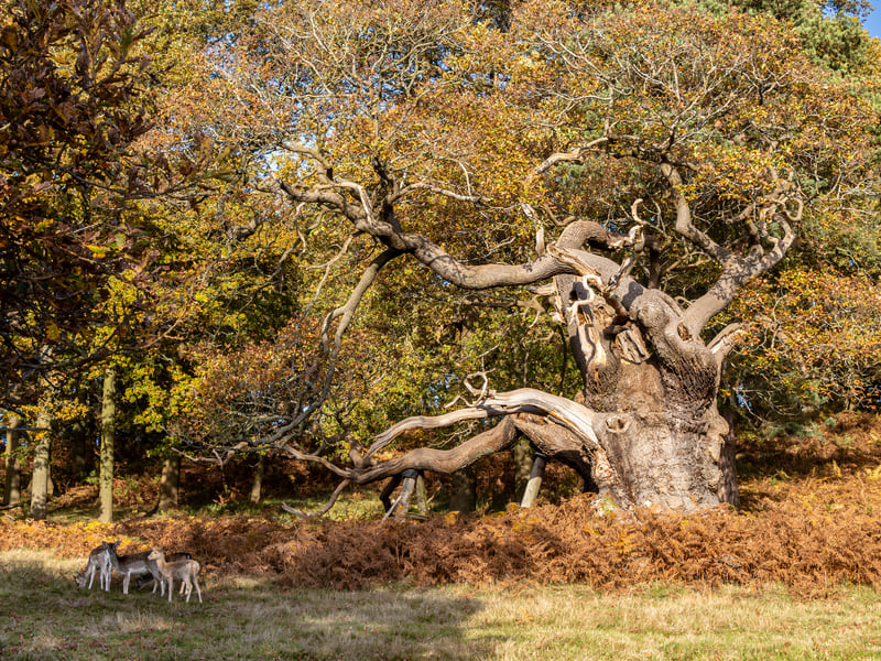 This English oak is thought to be about 825, and would already have been an impressive tree on the grounds of Bradgate House when Lady Jane Grey was born there in 1537.
The 'nine days queen' was the shortest reigning monarch in British history before being overthrown and eventually beheaded. Local legend has it that in an act of mourning, the upper branches of Bradgate Park’s oaks were removed. This one’s have been cut in the past – although no one really knows why.