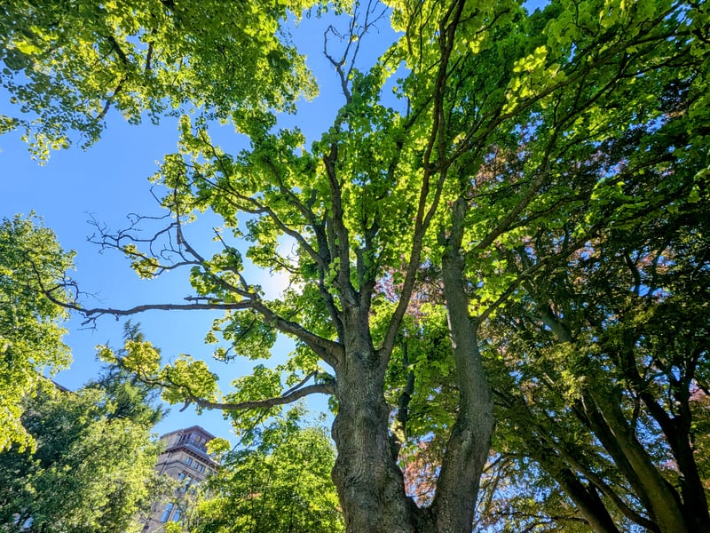 This hundred-year-old sycamore stands on the grounds of Edinburgh Napier University. But in 1917, it was the Craiglockhart War Hospital, where poet Wilfred Owen was treated for shellshock. 
Here he met and was inspired by fellow poet Siegfried Sassoon and wrote his most famous poems, before returning to France where he was killed in action. When a branch was removed for safety reasons in 2014, a local instrument maker made a violin from it to commemorate 100 years since World War I began and honour Wilfred Owen’s memory – inscribing his poem ‘Written in a Wood, September 1910’ inside.