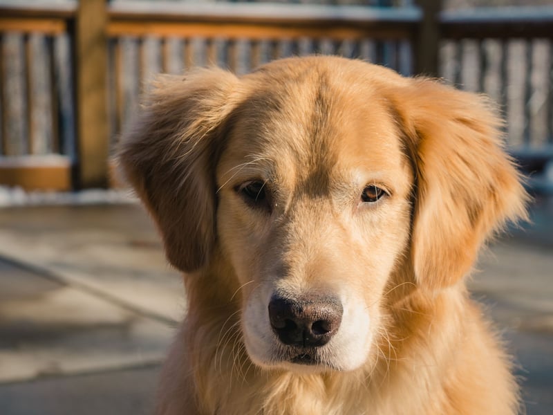 What is true of the Labrador Retriever also tends to be true of close cousins the Golden Retriever - and that's the case with their general stickiness. They will tend to be very interested in everything you are doing, and keep a close eye on how you are doing it. 