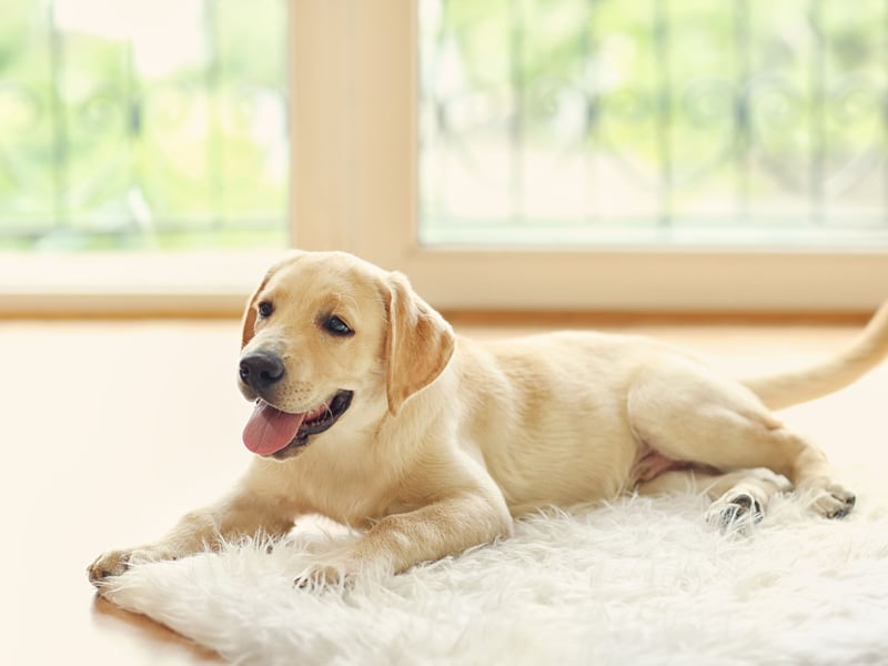 The UK's most popular dog for umpteen years (although it has lately received some competition from the French Bulldog), the Labrador Retriever will rarely leave their owner's side unless forced to. On walks it's unusual for these lovable creatures to stray far enough to lose sight of their humans. 