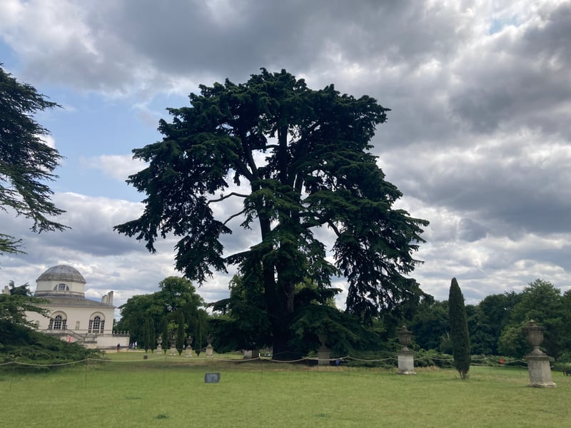 This 300-year-old is a cedar of Lebanon, one of several on the grounds of Chiswick House. 
As well as being admired by Queen Victoria and the Shah of Persia throughout the years, it also starred in a Beatles music video. All four perched on a low-swooping bough in 1966 as they played Rain, the B-side to Paperback Writer. The image was later used as the cover for their Nowhere Man EP.