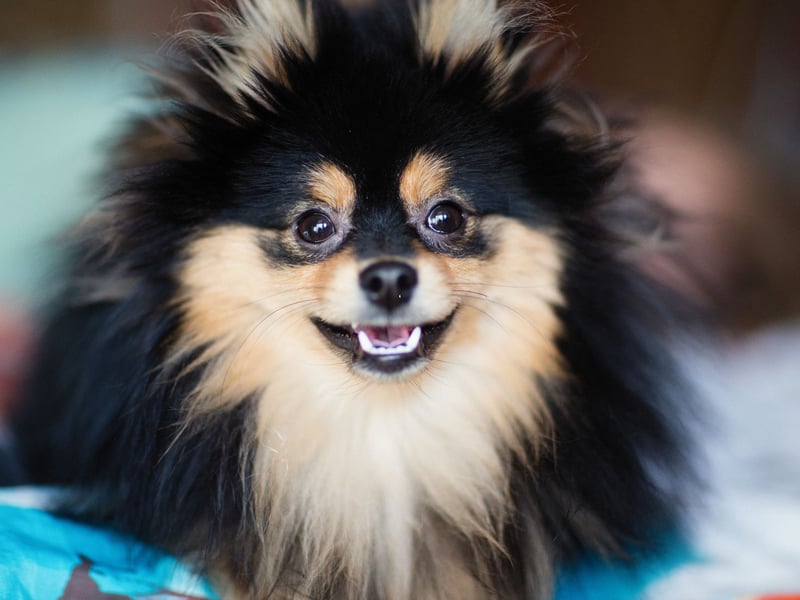Talking about lap dogs, the Pomeranian is probably the ultimate example. They're pretty much been bred to curl up on humans, a trait that made them much beloved of Queen Victoria. 