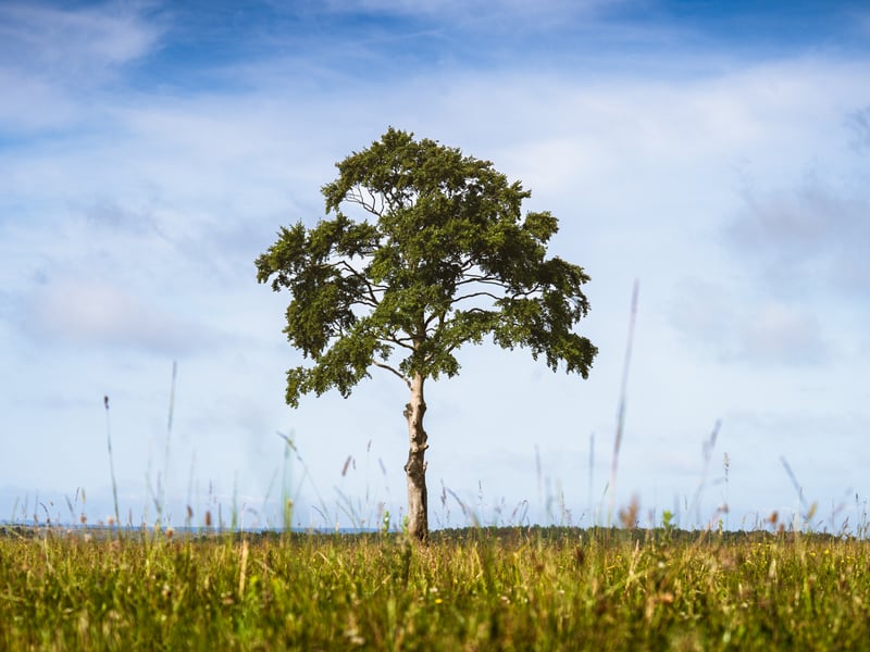 This beech tree is one for the film buffs. The Woodland Trust says it’s named for the shape of its rounded canopy and tall, slender trunk. 
The lollipop tree stands alone on a grassy plain, and has been popular with photographers for years. It also played a starring role in the poignant final scenes of Sam Mendes’ World War I film, 1917.