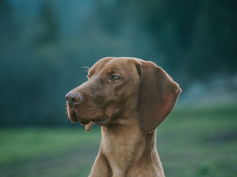 It's thought that the term 'velcro dog' was originally coined for the silky-coated Hungarian Vizsla. Thase charmers just love to be in close contact with their pet parents, whether it's on the couch or on outdoor adventures, where you can be sure they'll be right by your side at all times.