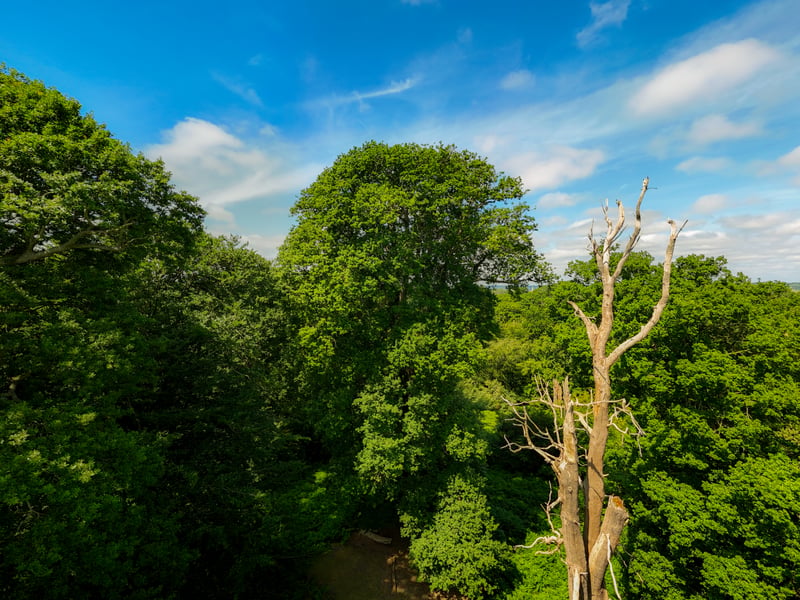 Another sessile oak, this one is a comparative youngster at just 150. But at 135 feet tall, it’s thought to be one of the tallest in Britain.
It is also believed to be the oak that inspires Orlando’s epic 'Oak Tree' poem in Virginia Woolf’s novel, Orlando. In the early pages, Orlando is described as walking “to a place crowned by a single oak tree... so high indeed that nineteen English counties could be seen beneath”.