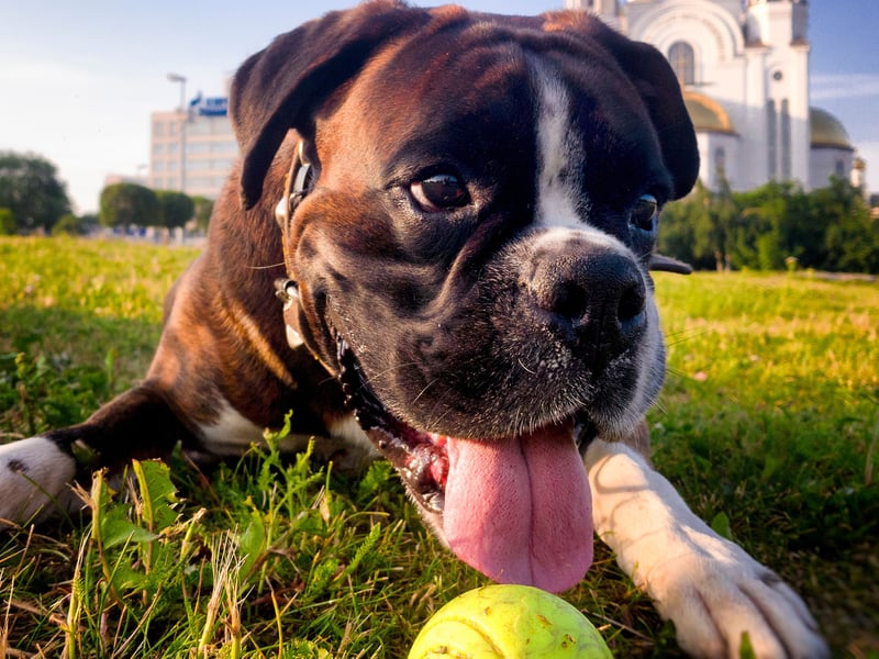 Dont' let their occasionally grumpy-looking faces fool you - Boxers are soft as putty and utterly adore their owners. You'll never have any problem finding them - just look down and they'll be right at your side. It's endearing, but can be an issue if you want a more independently-minded pet. 