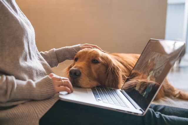 These breeds of dog are all likely to become stuck on you.