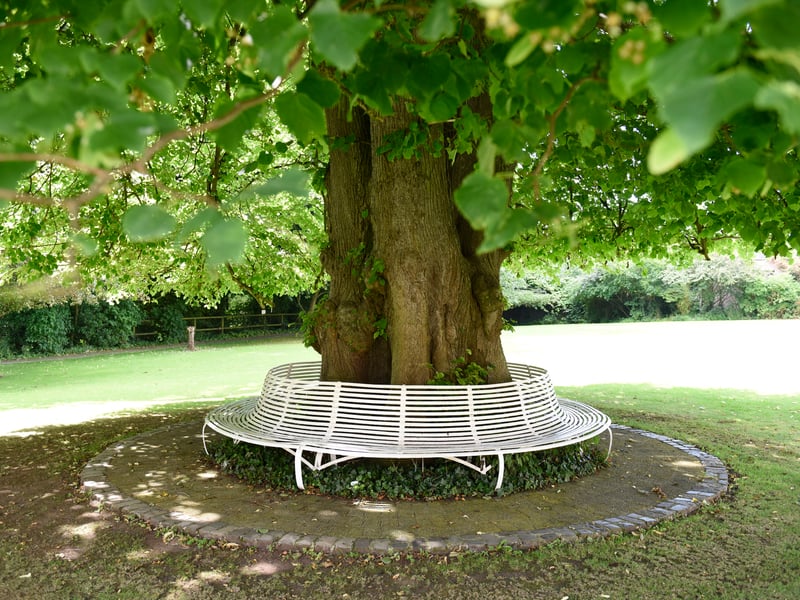 This is a hundred-year-old lime, bearing not just history, but symbolism. 
It’s actually formed of two trees that grew together and bound into a single trunk – now inseparable. Newly married couples still sit beneath it for luck, but the tree also became a symbol of peace and reconciliation when Tony Blair, David Trimble and John Hume met here in 1998 at the signing of the Good Friday Agreement.