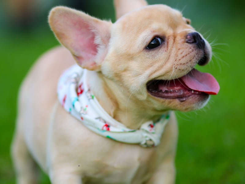 Every step you take, every move you make, your Frenchie will be watching you. The UK's second most popular pet is unlikely to leave you alone for a second. 