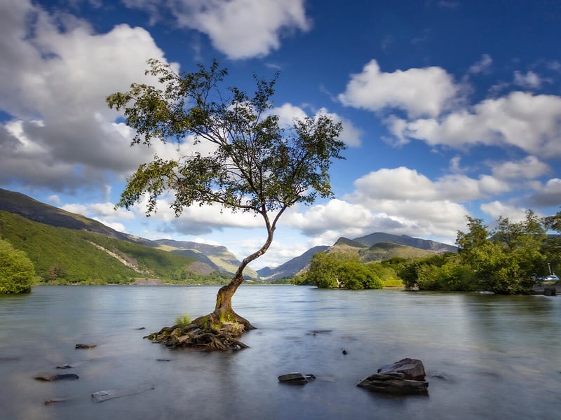 This 30-year-old birch, twisted by extreme weather, stands against a vast, glassy lake and Eryri's majestic mountains. It's already popular with photographers, but its fame could be about to expand. In 2024, Netflix closed the area to film battle scenes for The Witcher, starring Liam Hemsworth. Set for release later this year, it remains to be seen if the Lonely Tree will make the cut, the Trust says.