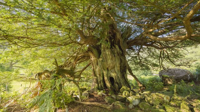 This “huddle” of ancient yew trees is thought to be around 2,000 years old. Sitting on an exposed Cumbrian hillside, they were described by William Wordsworth in his 1803 poem ‘Yew Trees’. Although he originally referred to four yews, one was lost in the Great Storm of 1884 – but its remains still lie alongside the others. Although appearing to be separate trees, DNA has proven they all grew from the same original plant.