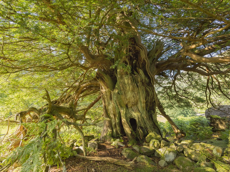 This “huddle” of ancient yew trees is thought to be around 2,000 years old. Sitting on an exposed Cumbrian hillside, they were described by William Wordsworth in his 1803 poem ‘Yew Trees’. Although he originally referred to four yews, one was lost in the Great Storm of 1884 – but its remains still lie alongside the others. Although appearing to be separate trees, DNA has proven they all grew from the same original plant.