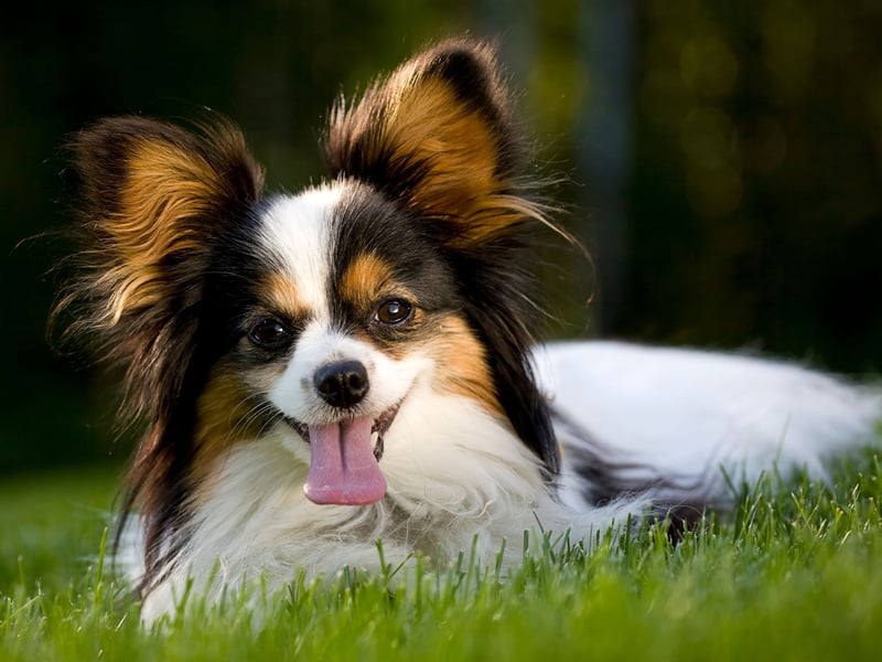 Bred to be glorified lap warmers for French royalty, Papillons are born to stick like velcro. 