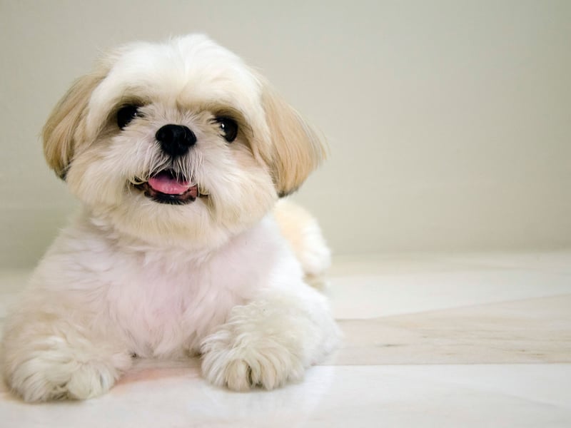 Shih Tzus are affectionate lapdogs that were bred for companionship. These sticky wee characters bond strongly with their people, and want to be as close to them as physically possible. Whether cuddling up on the couch or following you around as you do the housework, they are pretty much made of glue.