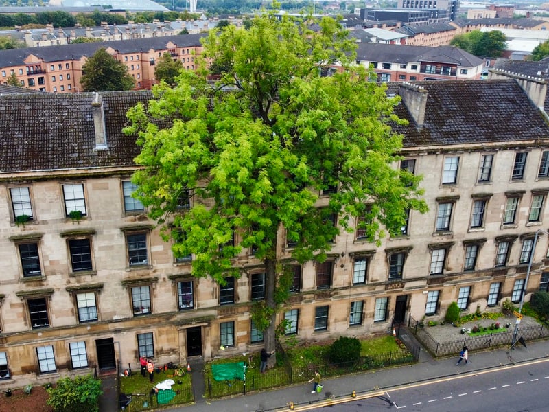 This year’s public wildcard nomination, the Argyle Street Ash was put forward by David Treanor from Glasgow.
Described in James Cowan’s 1935 book, From Glasgow’s Treasure Chest, as “quite the most graceful ash I have seen”, it was the first tree in Glasgow to receive a Tree Preservation Order – after surviving Victorian industry, the Clydeside Blitz, recent redevelopment, and so far, ash dieback.