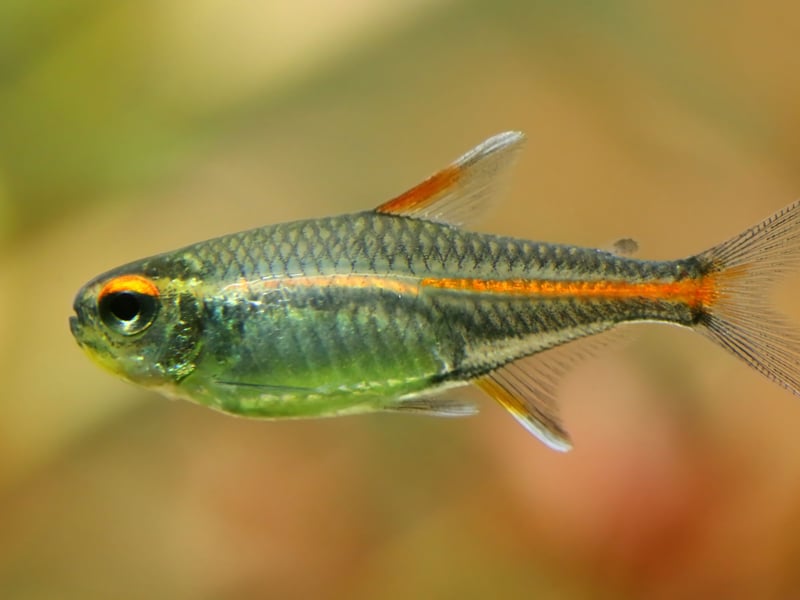 Tetras tend to be inexpensive fish, thank to the relative ease of breeding. Another example is the Glowlight Tetra, named after the luminous stripe of orange/red along their body which gives off a warm glow in soft lighting. These peaceful shoaling fish can be bought for between £1.80 and £3.