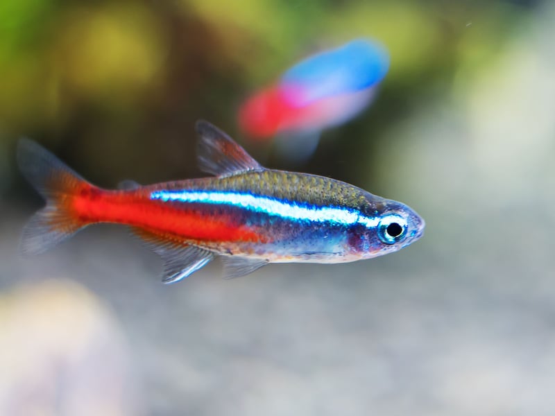 The colourful Neon Tetra is probably the world's most popular pet tropical fish, and for good reason. It's a peaceful fish that's not too fussy about its enviromnent and is perfect for beginners. It's also the cheapest fish out there to buy - expect to pay between 40p and £1.80.