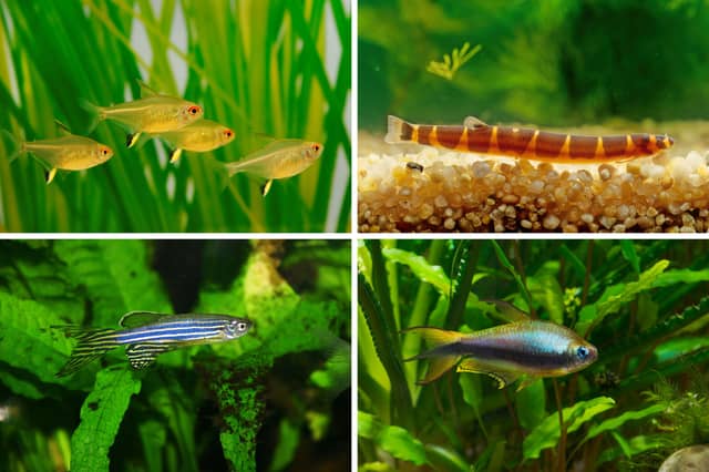 Four of the cheapest breeds of tropical fish.