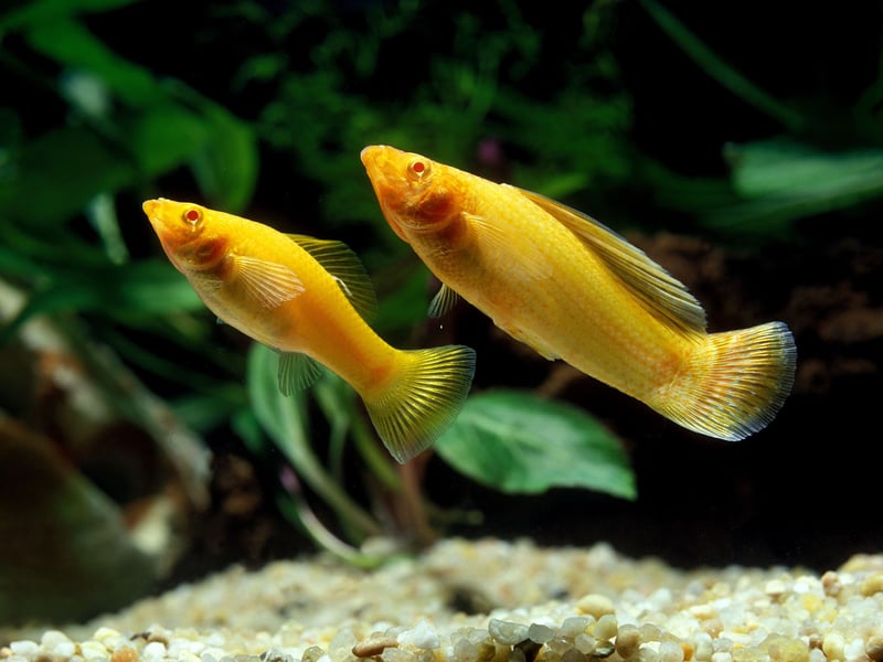 The Molly is anotehr fish that can come in a bewildering number of colours, with yellow or orange probably being the most common. Like the Guppy and the Platy it's a live bearer and can usually be purchased for around £2.50-£3.50.