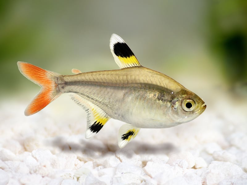Also known as the Pristilla Tetra, the X-Ray Tetra gets its more common name from their remarkable transparent bodies. They are another tetra perfect for beginners thank to their ease of care and non-aggressive nature. You should be able to buy them for about £2.50-£3.50 each.  