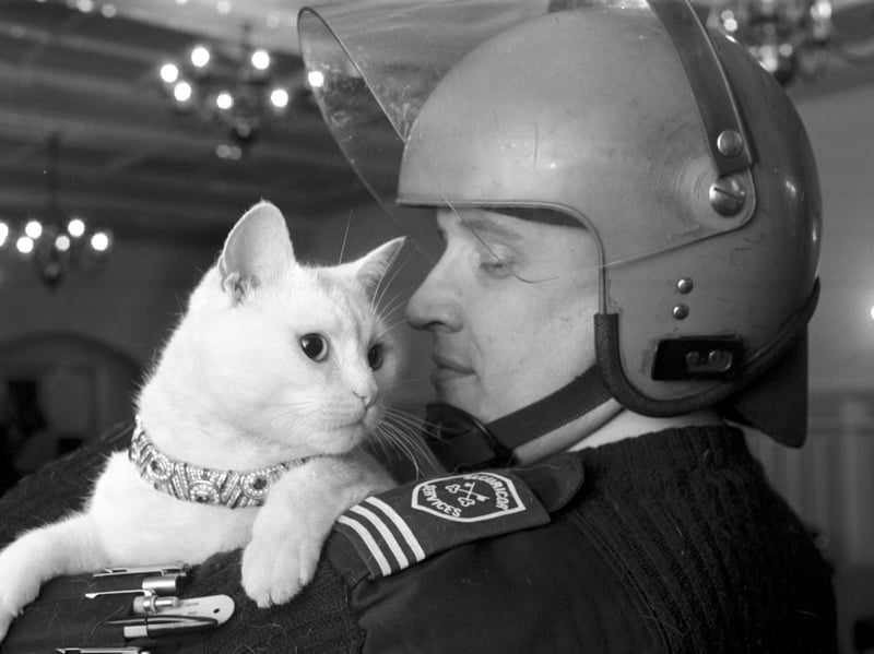 Wearing his diamond collar, Arthur, the white cat who appeared in the Spiller's Kattomeat adverts, arrives at the Scottish Cat Club Show with his Securicor guard in February 1989