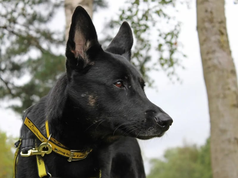 Ayka is a German Shepherd cross. Ayka can live with high school aged children but needs to be the only pet at home as she is very under socialised with other dogs.