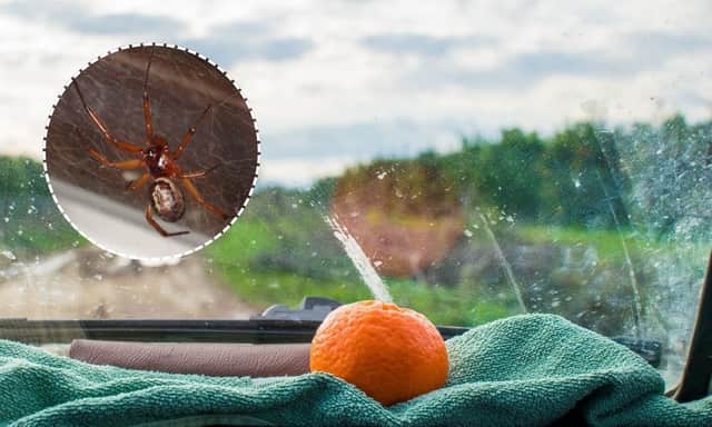 Keep these items in your car to deter unwanted guests this spider ...