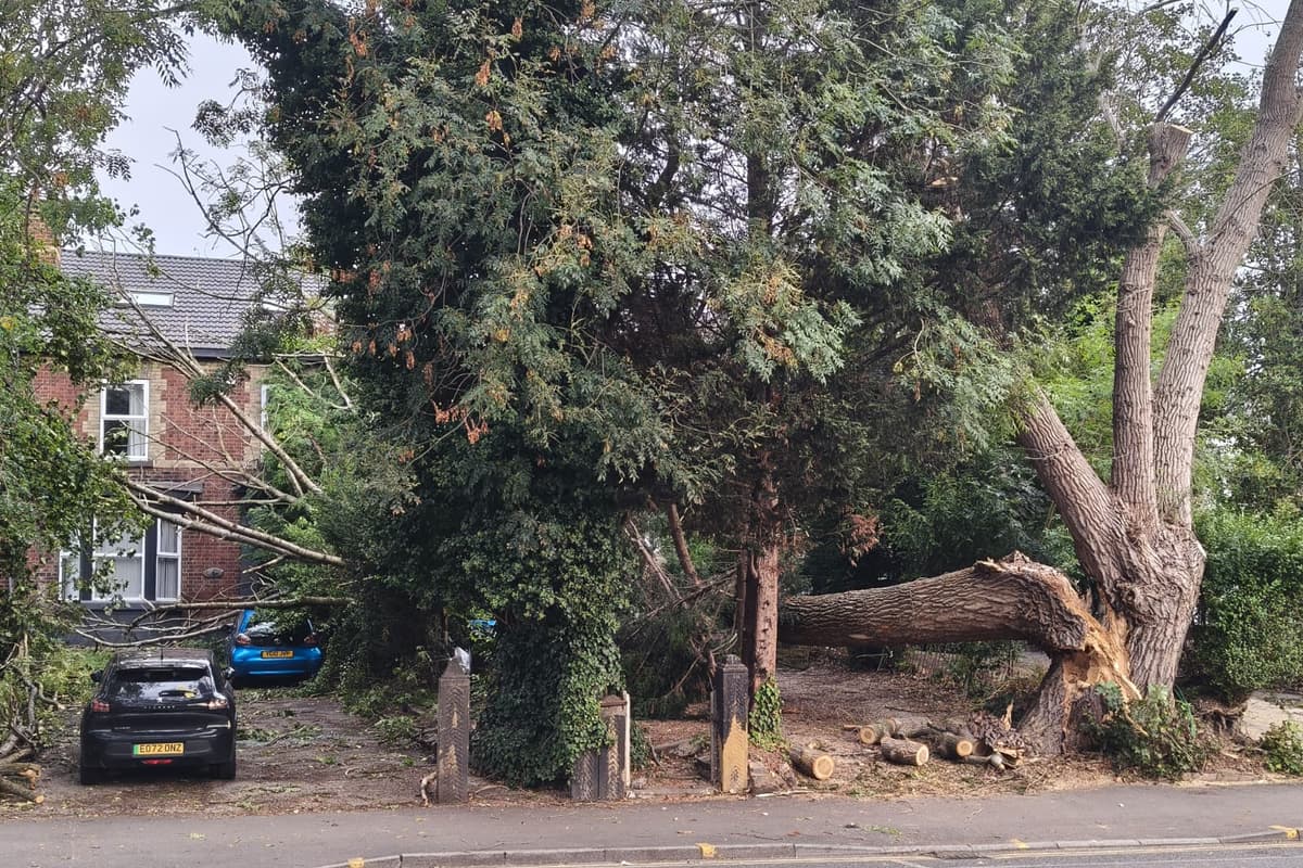 Monaghan Crash Tree Landmark tree crashes down onto cars and narrowly avoids hitting homes