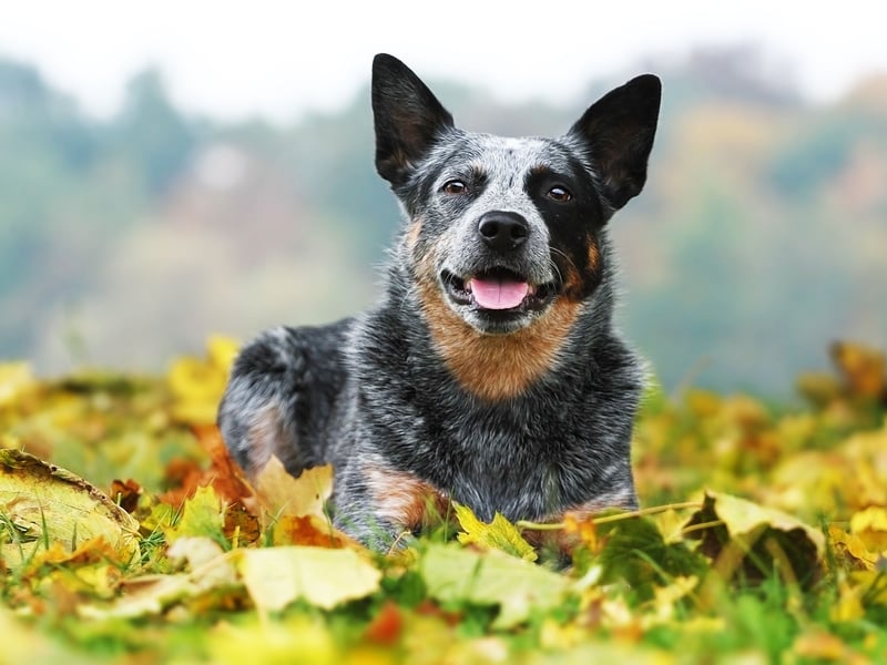 A relatively rare breed in Britain an Australian Cattle Dog called Bluey made it into The Guiness Book of Records as the world's oldest dog. He reached the amazing age of 29. While longevity and health don't always go hand-in-hand, the breed are known to stay fairly fit until a ripe old age.