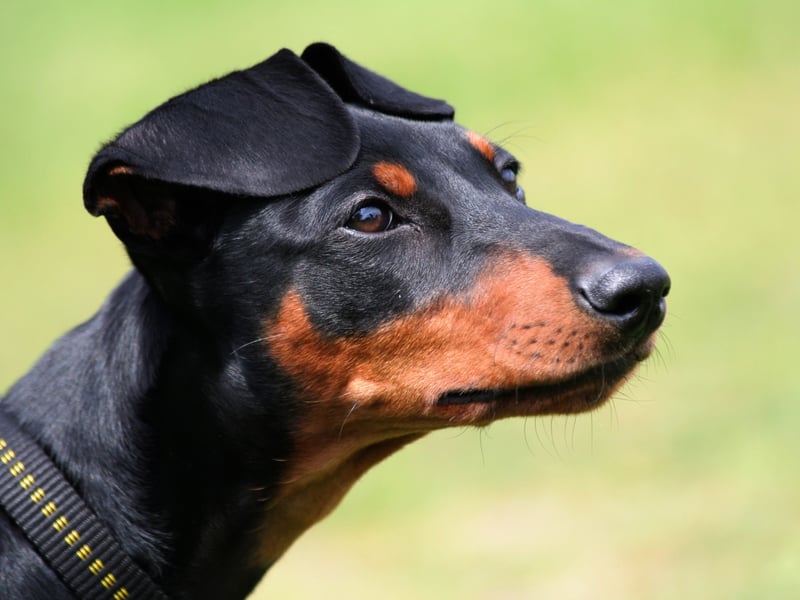 The German Pinscher is not known for any particular breed-specific health conditions, other than the usual eye and hip complaints later in life. Regular excercise and proper care should lead to a long and healthy doggy life for these born entertainers.