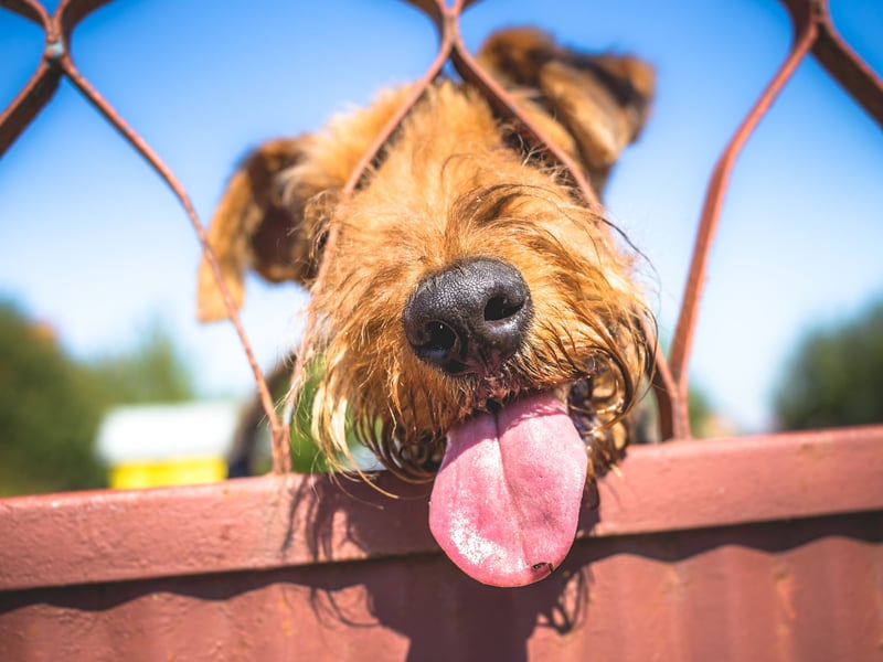 Also known as the Bingley Terrier, the King of Terriers or the Waterside Terrier, the Airedale Terrier is a breed that was first bred in the West Riding of Yorkshire. It's a dog a relatively low number of health concerns, with cancer being the leading cause of death.