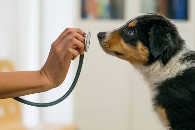 Some dogs are more likely to need a trip to the vet than others.