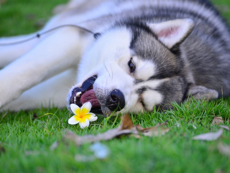 Given they've been bred to pull sleds over long distances in sub-zero conditions, it's perhaps not surprising that a Siberian Husky will tend to remain healthy as a family pet. While some individual animals will suffer from eye and hip issues, they are unusual early in life. 
