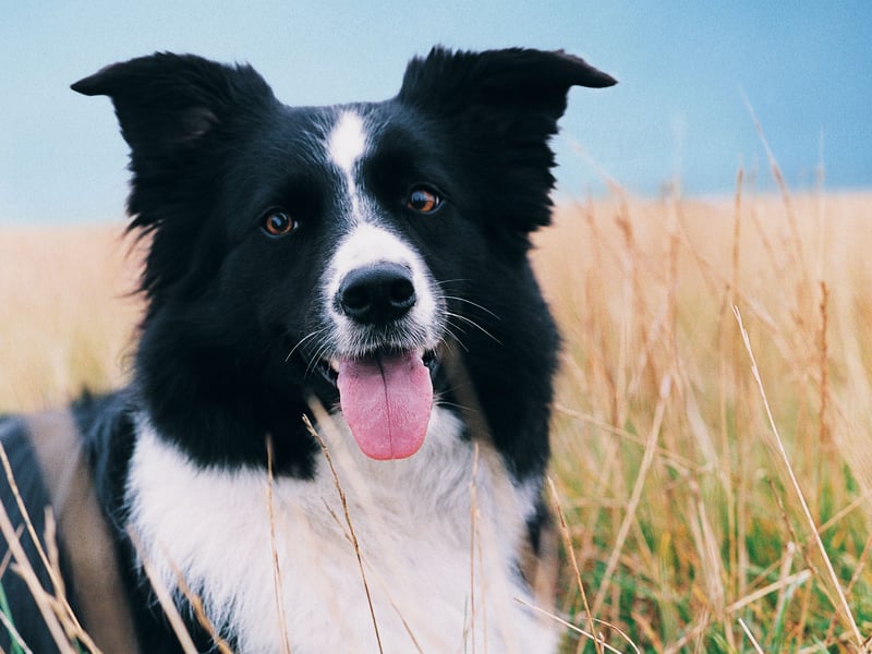 The lively and loveable Border Collie used to suffer frem several genetic conditions but DNA testing by breeders has helped eliminate many of them, meaning they tend to now be one of the healthiest breeds. Deafness and epilepsy are the two most common conditions to still affect the world's most intelligent breed of dog.