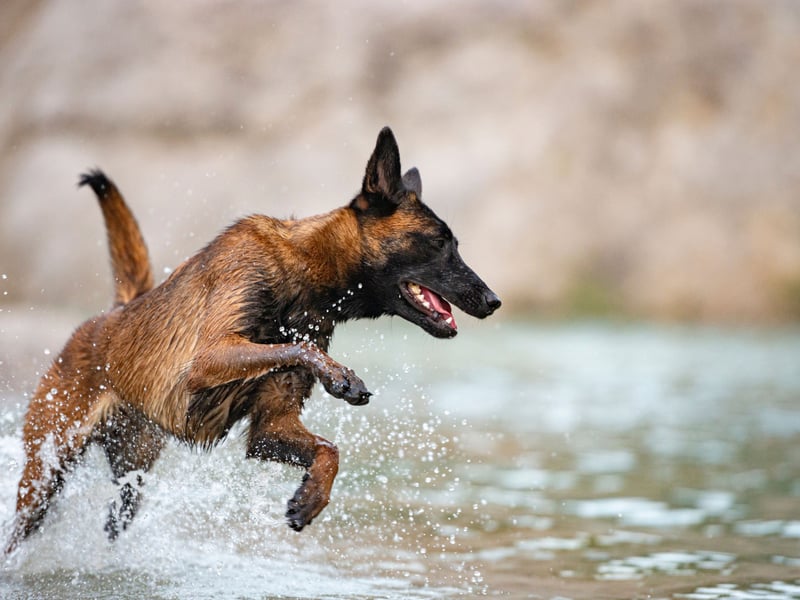 Bred as herding dogs, the Belgian Malinois is a close cousin of the more popular German Shepherd. Like many working dog breeds they are naturally intelligent, very hardy and tend to stay healthy. The one condition they are predisposed to is cataracts.