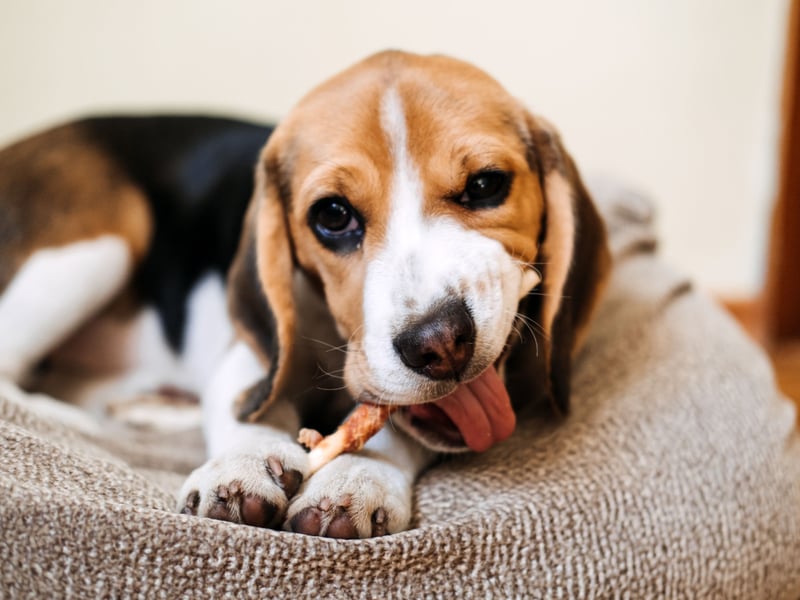 Developed primarily for hunting animals, the Beagle is now a popular pet with a keen sense of smell - they'll still happily follow scent trails for miles. It's a breed that tends to stay healthy, with eye and hip problems only developing in elderly pooches. 