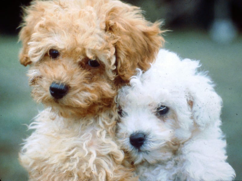 No matter which size of Poodle you go for - Standard, Miniature or Toy - these immaculate dogs tend to stay in good health, with a lifespans of up to 18 years. Only older dogs tend to develop the joint and eye issues common to the breed.