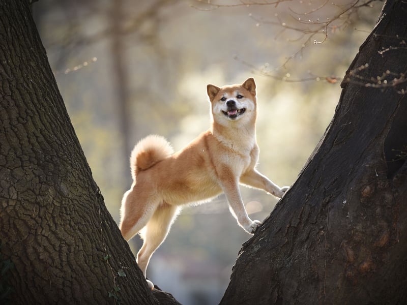 Loved in their native Japan for their extreme loyalty, the Shiba Inu is not usual amongst dogs in that it can ofter suffer arthritis in their later years. Other than that though, they have every chance of living issue free for many years.
