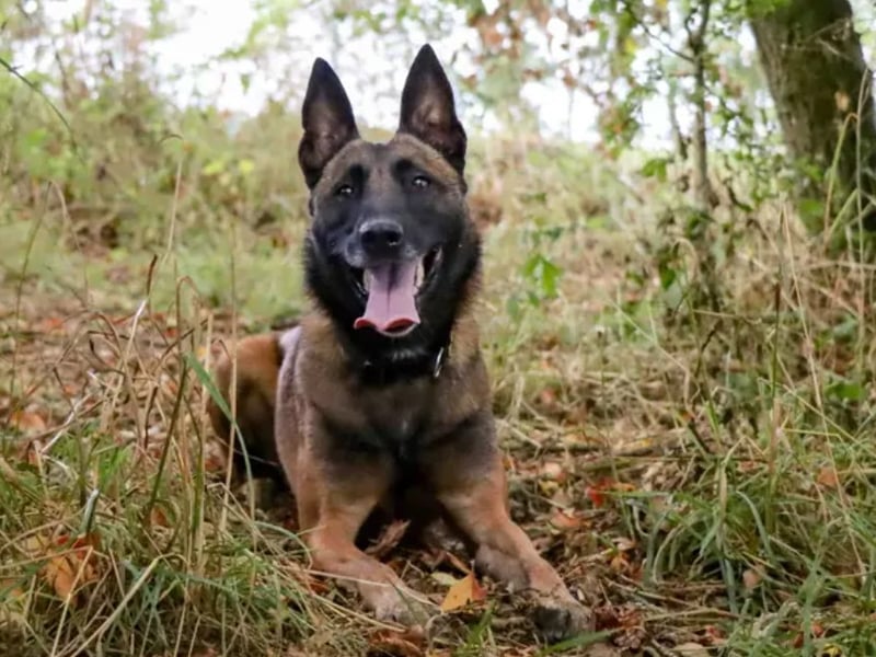 Frankie is looking to join an active family who can keep her mentally and physically stimulated. She’d like to enjoy the home comforts to herself by being the only dog in the home. Although, for when out and about, some doggy friends would be great so she can keep up her social skills. Frankie is housetrained and will be ok with spending a little time on her own if built up gradually. In the home everyone should be in their teens. Adopters will be invited to the centre for a couple of meets to give Frankie time to build up a relationship and go through her training plans so she can carry on succeeding.