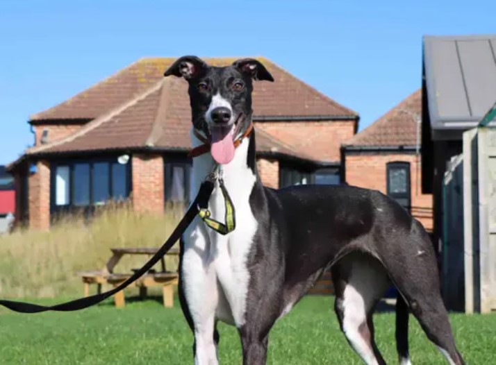 Belle is looking forward to joining a loving family where she can relish in the comforts that homelife has to offer. Primary aged kids and another dog in the home will be fine for Belle as she is a social girl. Any time that is required to be on her own will need to be introduced gradually.