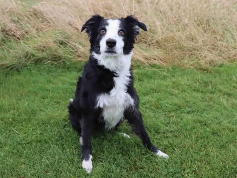 Lupin is looking for a family who are up for keeping a clever Collie’s mind happy and stimulated. Someone will need to be present to help settle Lupin into homelife. Any time required on his own will need building up gradually. A home with a garden will be ideal. Following successful introductions Lupin can live with older teens. and a dog savvy cat following the correct introduction. Some situations can be worrying for Lupin so he’ll need plenty of positive experiences and a steady approach when first making friends. Lupin does show strong breed traits, so he’ll thrive with a family who have experience with these. Lupin may need long-term medication to help with his hips so adopters will need to take this into consideration.