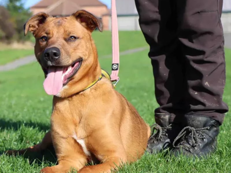 Are you an active family looking for a young fun dog to do training with? Yes, then Bandit might be the one for you! He loves getting out and about to explore and would love to join on adventures. He adores spending time with you! Bandit would benefit from a confidence boost for when making new human friends as he can be unsure with some. It’s so worth putting in that little extra time though when you get see his playful side shine through. Bandit may need some time to adjust to his surroundings whilst settling into the home. A quieter environment will aid this. A home with a garden will be ideal for Bandit, somewhere to have a run about and lots of playtimes. Bandit is able to live with kids of secondary school age and another doggy friend.