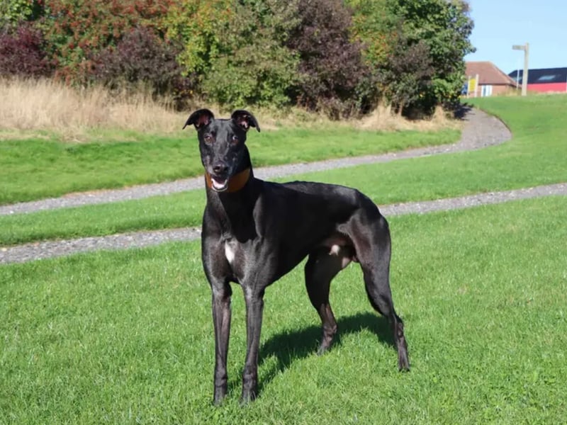 Charlie is ready to start his next chapter after retiring from racing. He’s looking for patient adopters who can help him settle into homelife and introduce things such as house training and building up any time alone. He’s liking his big cosy beds and is a quick learner so it shouldn’t take him to long to find his paws. Charlie has a big heart and big, long legs to go with it, for this reason he’d be best suited to a home with kids who are comfortable around larger dogs. There is potential for Charlie to share the home with another doggy friend.
