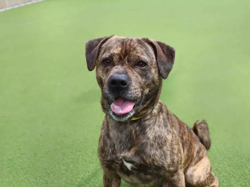 Brodie is looking for a quieter home set up where he can relax with his human friends. He has previously struggled spending time alone so would like plenty of company. Brodie can be vocal when out and about. Walking areas with less distractions to explore would be ideal while continuing his training. A couple of visits to the centre will be needed to make sure all are comfortable with Brodie’s training plans.