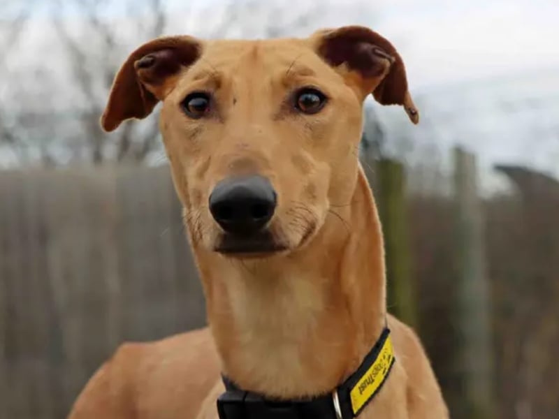 Herbie is a wonderful affectionate boy who enjoys nothing more than socialising with both his human and doggie pals. He could potentially live with another dog depending on a meet and children of 10+. Herbie is housetrained and happy to be alone for short periods but this will need building up. He travels well and as much as he loves his zoomies he's also equally as happy snuggled up on the sofa. Herbie is currently in a foster home were he is thriving, he is a fun energetic boy who would make a wonderful addition to a home.