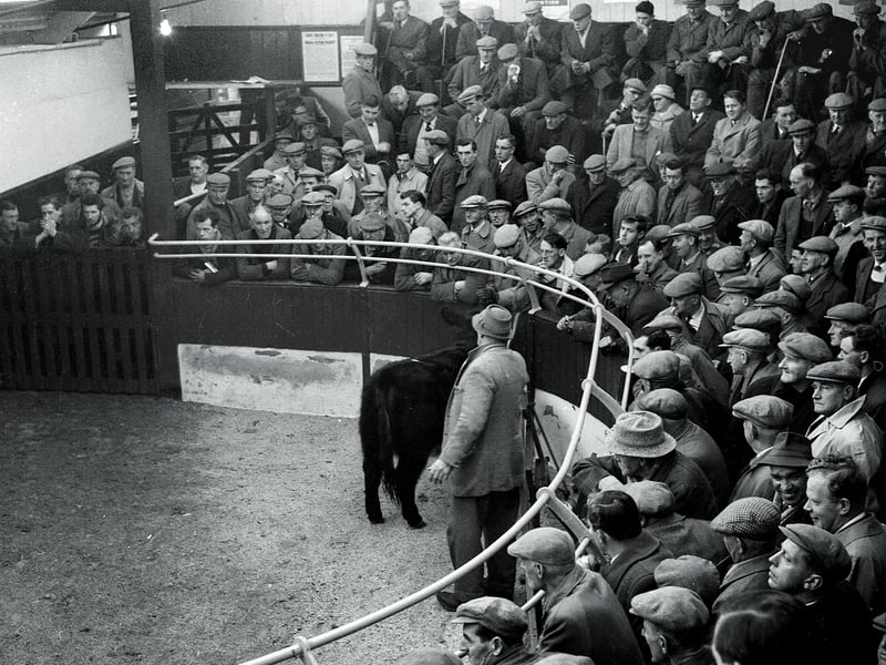 The ring at the Biggar Cattle Show in December 1958.