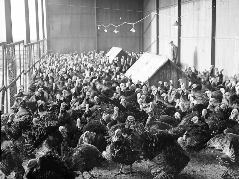 Turkeys before Christmas at Fenton Barns, in East Lothian in 1958.